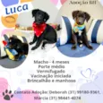 Luca