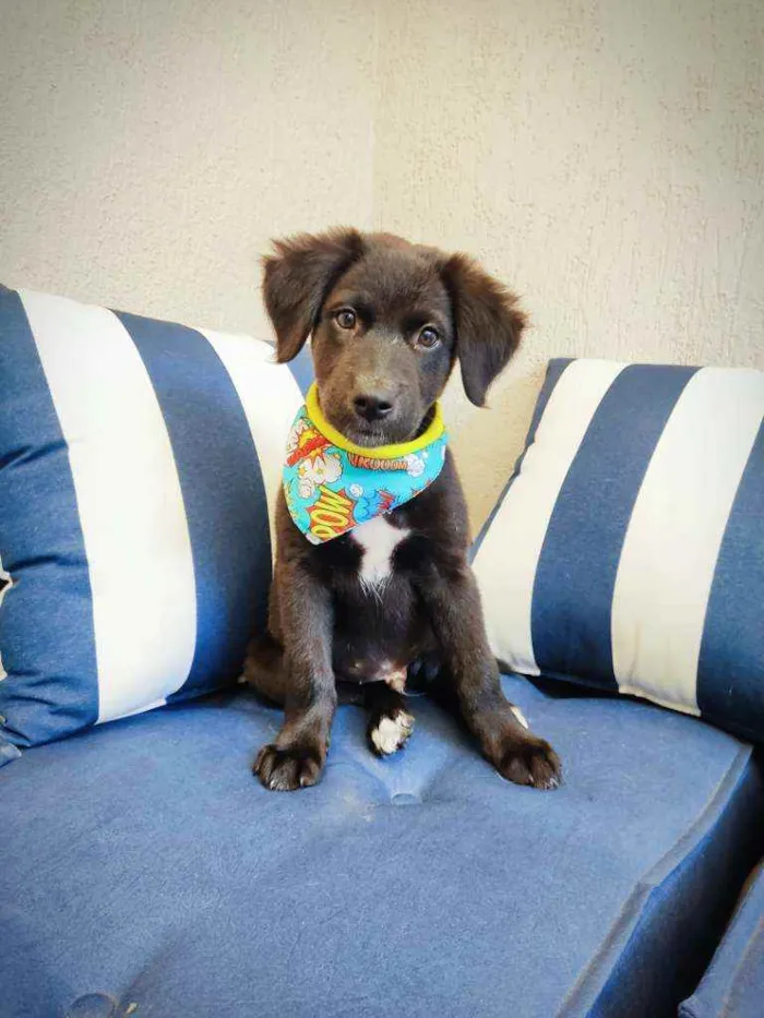 Cachorro raça Srd idade 2 a 6 meses nome Luca