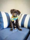 Luca