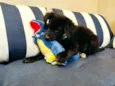 Luca