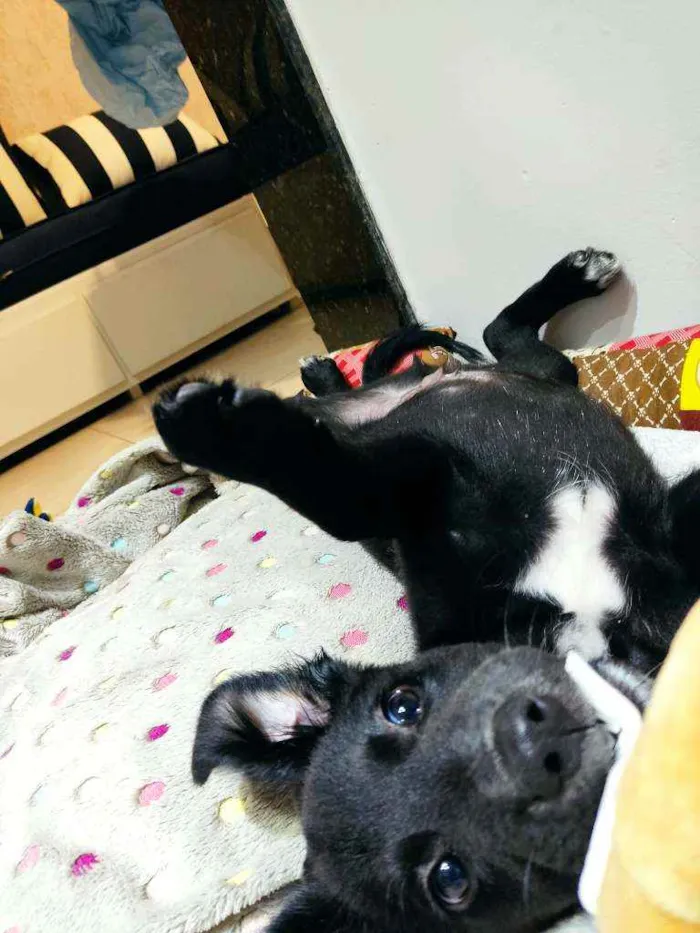 Cachorro raça Srd idade 2 a 6 meses nome Luca