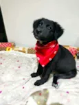 Luca