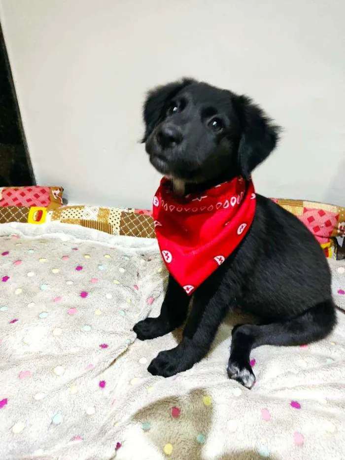 Cachorro raça Srd idade 2 a 6 meses nome Luca