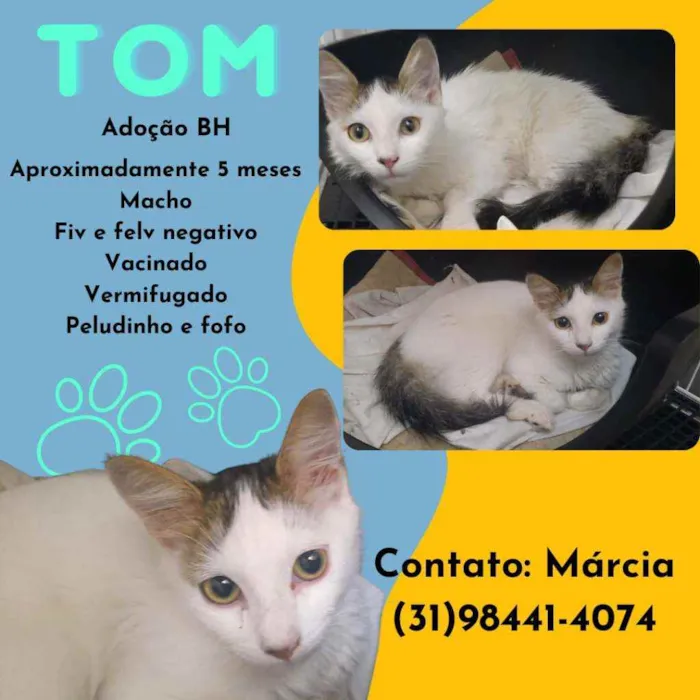 Gato raça Srd idade 2 a 6 meses nome Tom