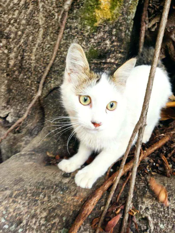 Gato raça Srd idade 2 a 6 meses nome Tom