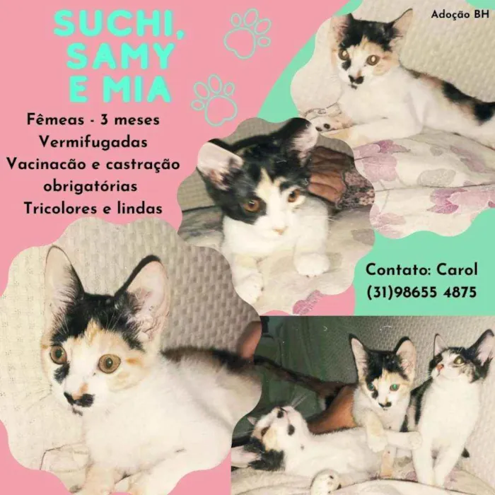 Gato raça Srd idade 2 a 6 meses nome Suchi, Samy e Mia