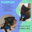 Pompom