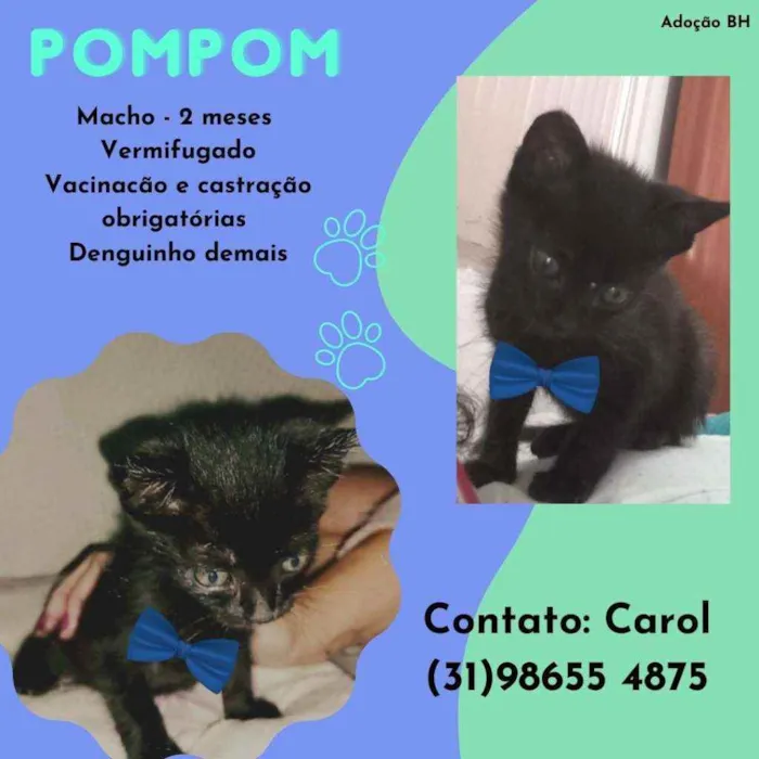 Gato raça Srd idade 2 a 6 meses nome Pompom