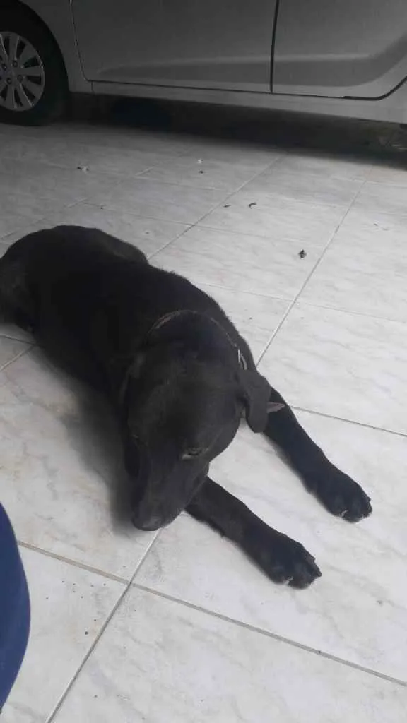 Cachorro ra a Labrador idade 6 ou mais anos nome Grego