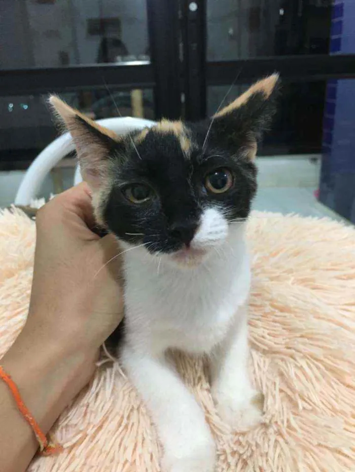 Gato raça Sem raça definida  idade 2 a 6 meses nome Lila