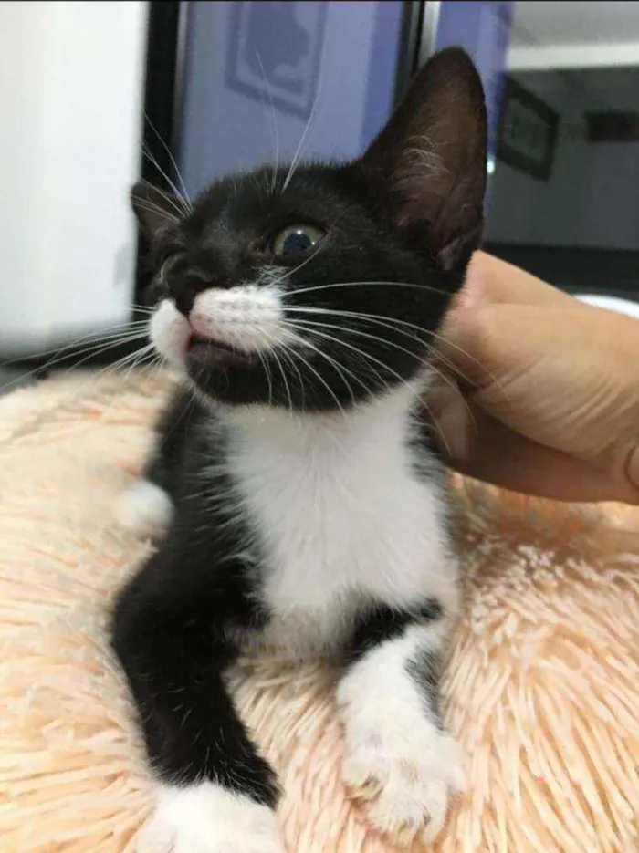 Gato raça Sem raça definida  idade 2 a 6 meses nome Blissa