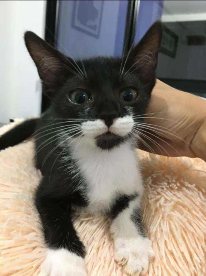 Gato raça Sem raça definida  idade 2 a 6 meses nome Blissa