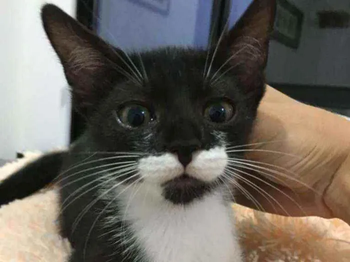 Gato raça Sem raça definida  idade 2 a 6 meses nome Blissa