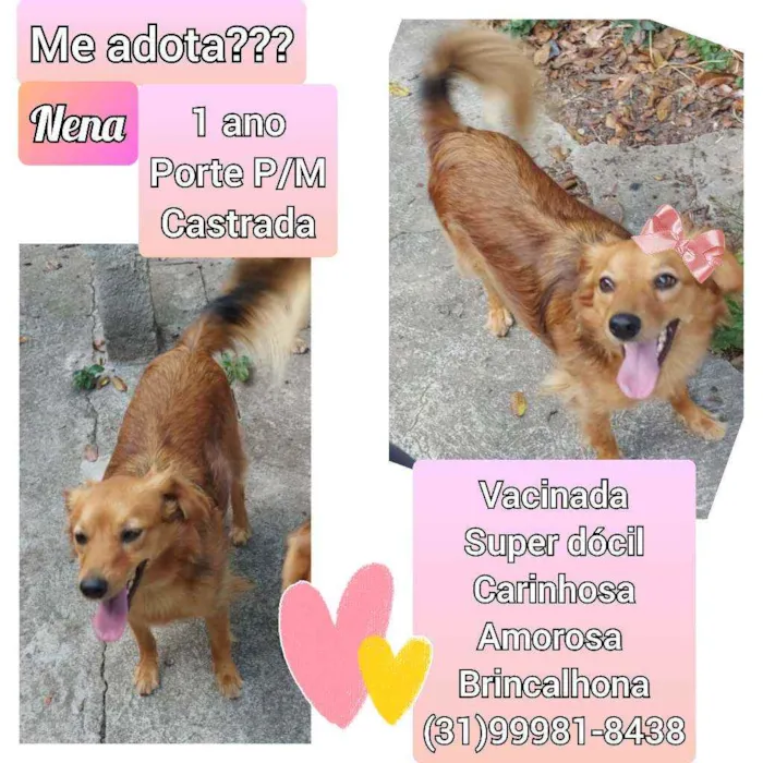 Cachorro raça SRD idade 1 ano nome Nena 