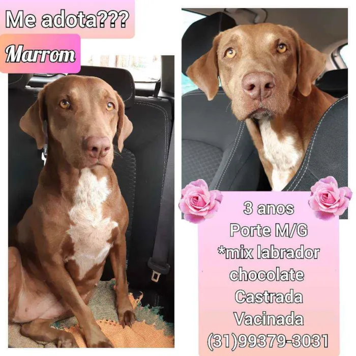 Cachorro raça SRD idade 3 anos nome Marrom