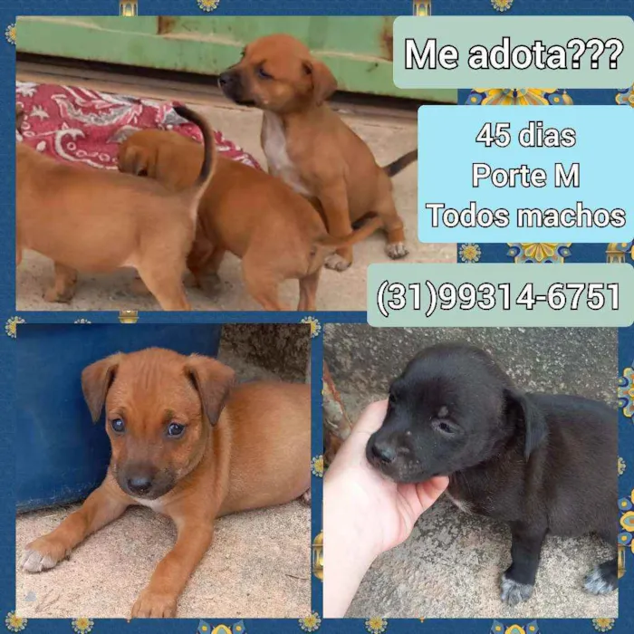 Cachorro raça SRD idade Abaixo de 2 meses nome Filhotes
