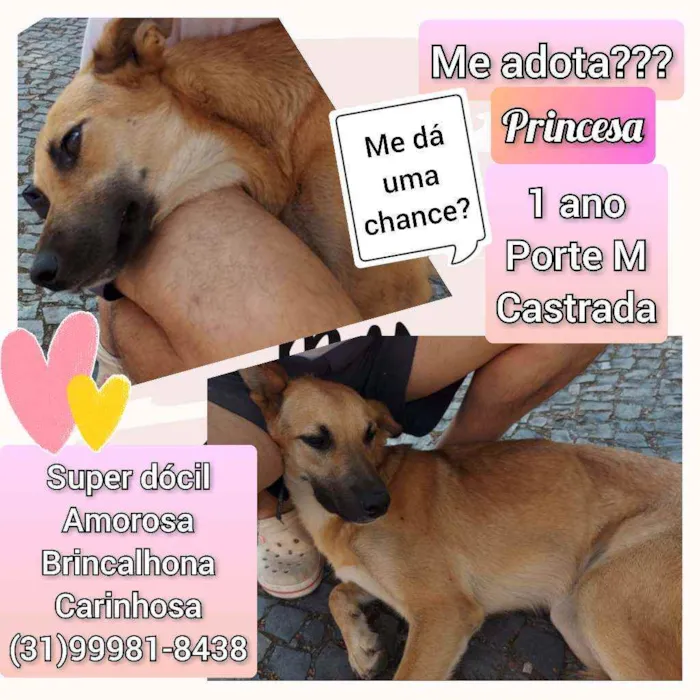 Cachorro raça SRD idade 1 ano nome Princesa