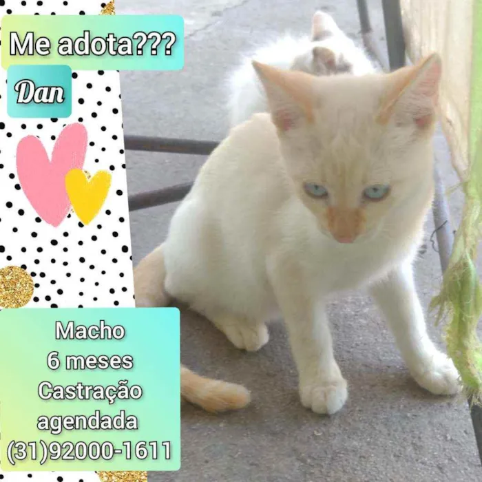 Gato raça SRD idade 2 a 6 meses nome Dan