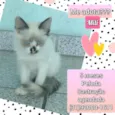 Mili