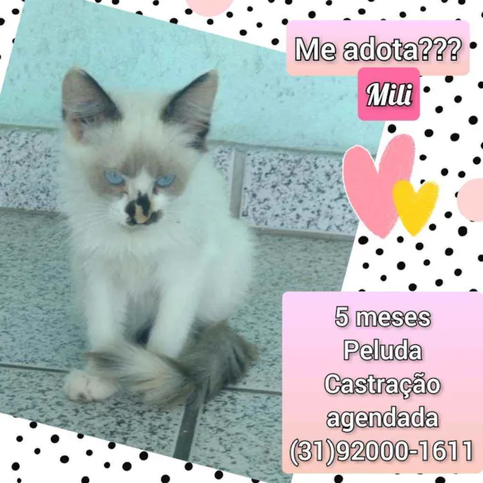 Gato raça SRD idade 2 a 6 meses nome Mili