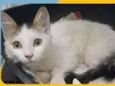 Tom