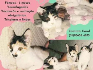 Gato raça Srd idade 2 a 6 meses nome Suchi, Samy e Mia