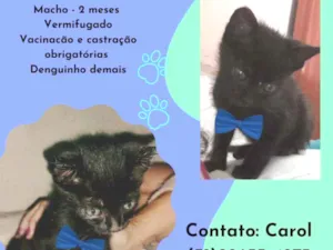 Gato raça Srd idade 2 a 6 meses nome Pompom