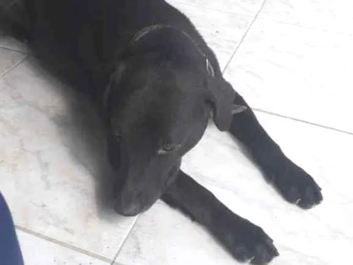 Cachorro ra a Labrador idade 6 ou mais anos nome Grego