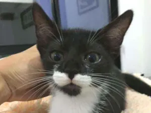 Gato raça Sem raça definida  idade 2 a 6 meses nome Blissa