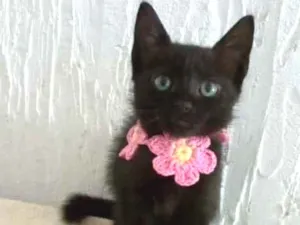 Gato raça srd  idade 2 a 6 meses nome CHIVA