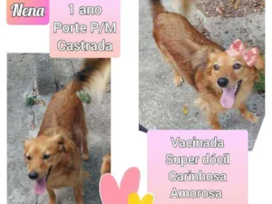 Cachorro raça SRD idade 1 ano nome Nena 
