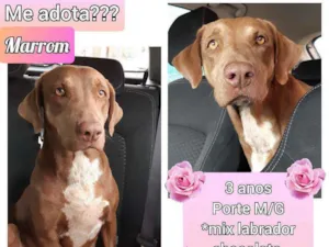 Cachorro raça SRD idade 3 anos nome Marrom