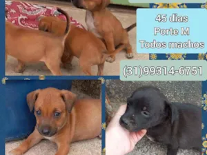 Cachorro raça SRD idade Abaixo de 2 meses nome Filhotes