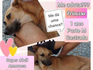 Cachorro raça SRD idade 1 ano nome Princesa