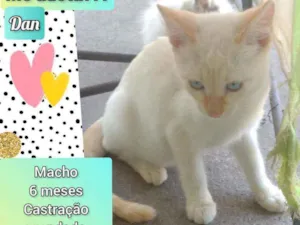 Gato raça SRD idade 2 a 6 meses nome Dan