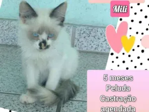 Gato raça SRD idade 2 a 6 meses nome Mili