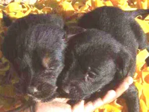 Cachorro raça Vira lata idade Abaixo de 2 meses nome Skoob e Salsicha