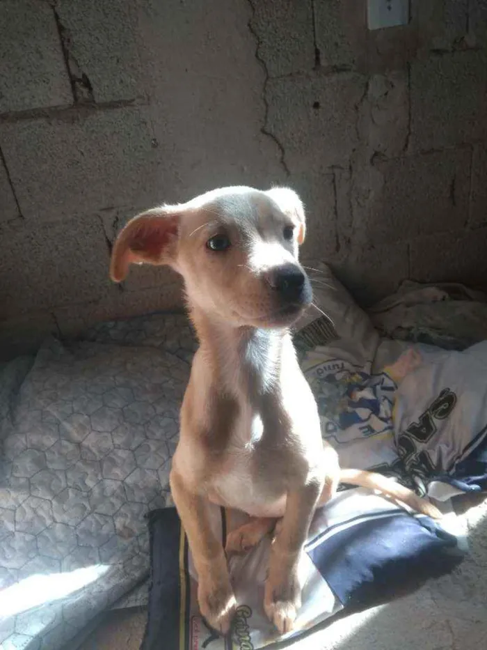 Cachorro raça Sem raça definida idade 2 a 6 meses nome Ravena