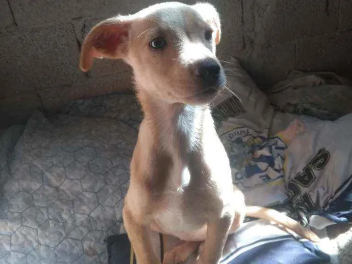 Cachorro raça Sem raça definida idade 2 a 6 meses nome Ravena