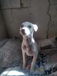 Cachorro raça Sem raça definida idade 2 a 6 meses nome Lupita