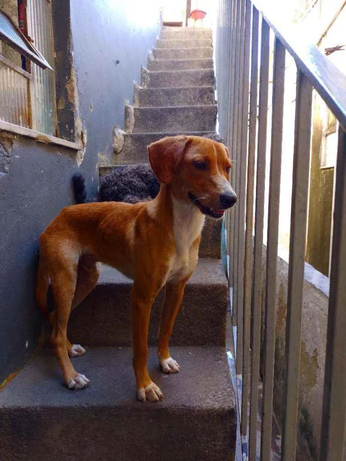 Cachorro ra a Vira lata  idade 7 a 11 meses nome Ralf