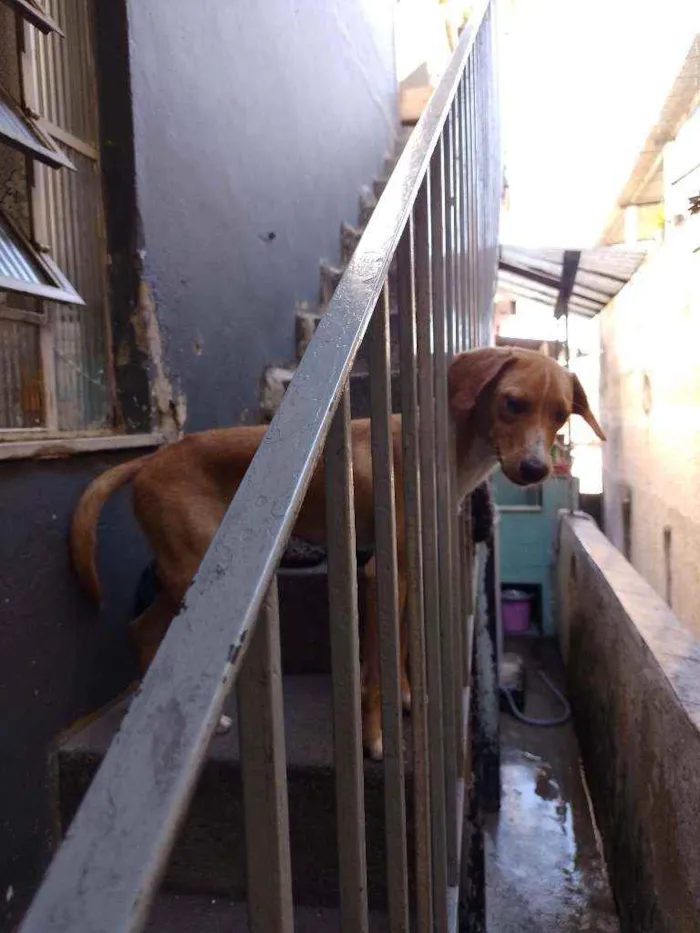 Cachorro ra a Vira lata  idade 7 a 11 meses nome Ralf