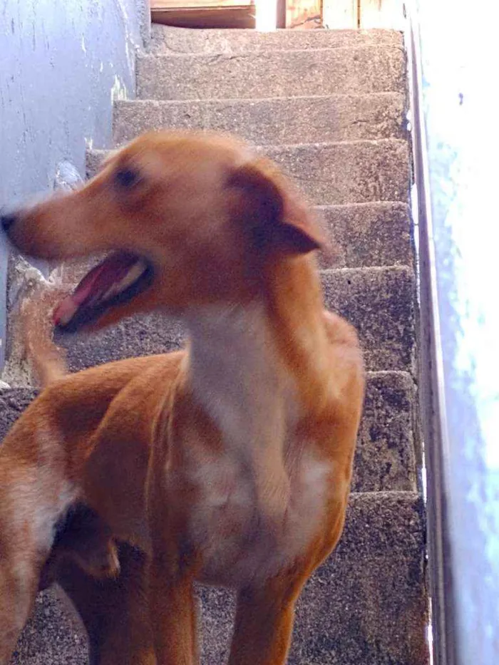 Cachorro ra a Vira lata  idade 7 a 11 meses nome Ralf