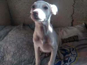 Cachorro raça Sem raça definida idade 2 a 6 meses nome Lupita
