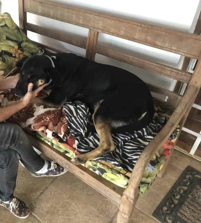 Cachorro ra a SRD idade 3 anos nome Negão