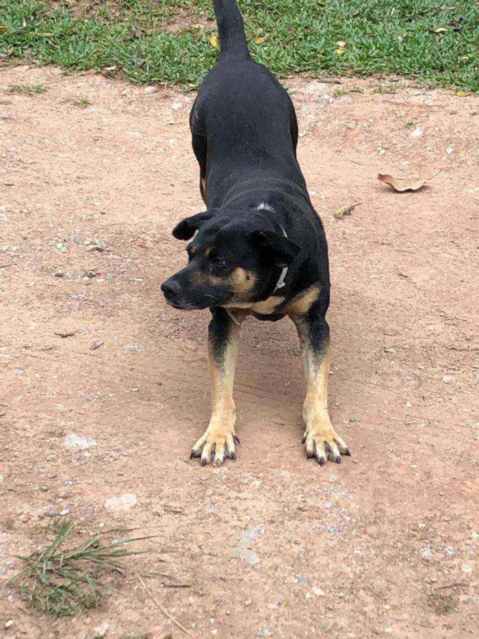 Cachorro ra a SRD idade 3 anos nome Negão