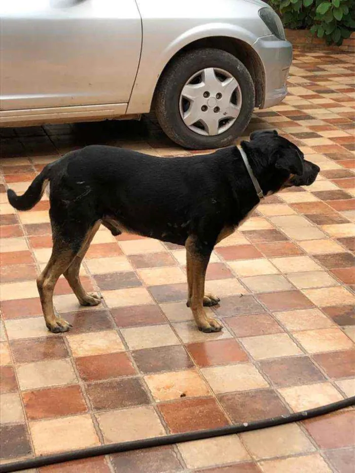 Cachorro ra a SRD idade 3 anos nome Negão