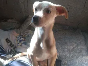 Cachorro raça Sem raça definida idade 2 a 6 meses nome Ravena