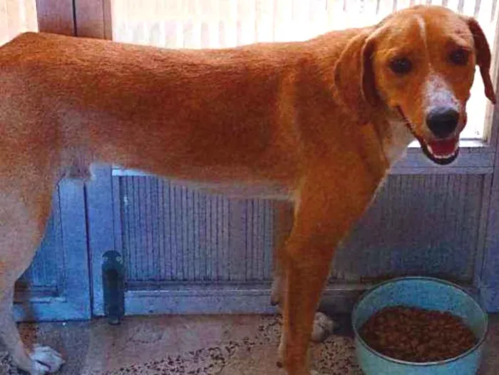 Cachorro ra a Vira lata  idade 7 a 11 meses nome Ralf