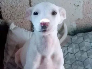 Cachorro raça Sem raça definida idade 2 a 6 meses nome Lola 
